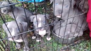 bluenosepitbullpuppies