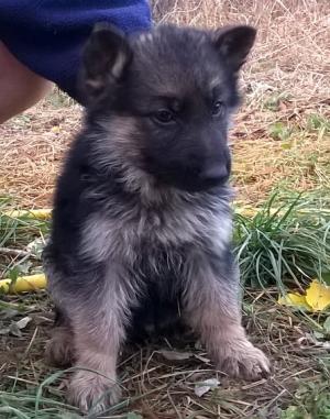 Germanshepherd