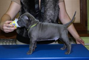 ThaiRidgebackpuppies