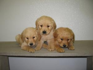 BeautifulAKCGoldenRetrieverPuppiesReadyForA