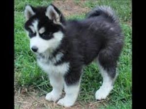 SiberianHuskyPuppiesAvailable