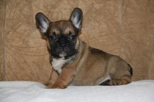 FrenchBulldogforsale