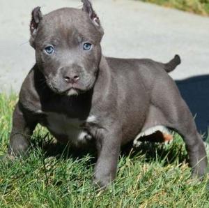 pitbullforsale