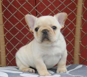 frenchbulldogforsale