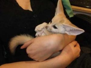 Maleandfemalefennecfoxkitsforsale---