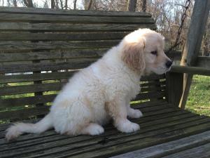 GoldenRetrieverfemalePuppyAvailable