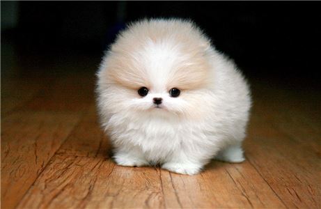 CutePomeranianpuppyforadoption