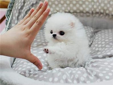 CutePomeranianpuppyforadoption