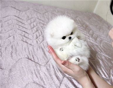 CutePomeranianpuppyforadoption