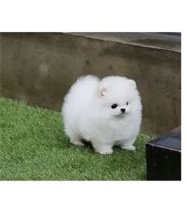 CutePomeranianpuppyforadoption