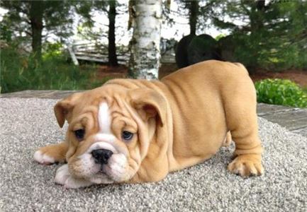 AKCregisteredEnglishBulldogpuppies