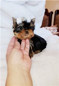 CuteYorkiepuppies