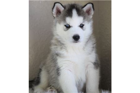 PomskyandSiberianHuskyPuppiesAvailableforre