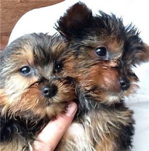 MaleandfemaleBabyYorkiePuppies