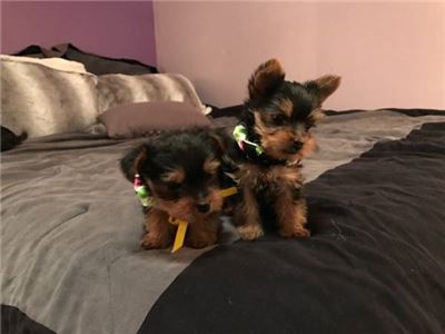 MaleandfemaleBabyYorkiePuppiesText--