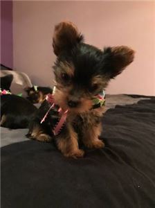 AbsolutelyHealthyYorkiePuppy