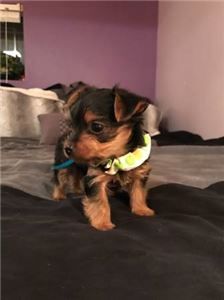 QualityTinyYorkiePuppies