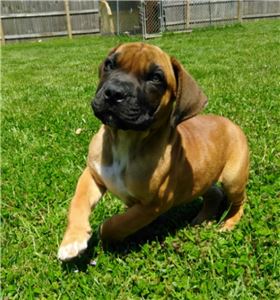 BoerboelPuppyForSale