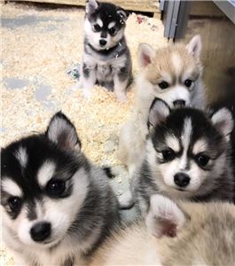 PomskyandSiberianHuskyPuppies-