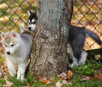 PomskyandSiberianHuskyPuppies-