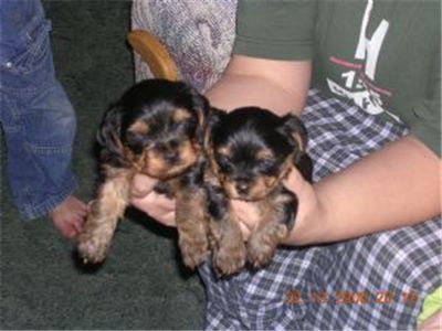 yorkiepuppiesforfreeadoption