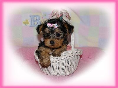 TeaCupYorkiepuppyforFreeAdoptioncasandrake