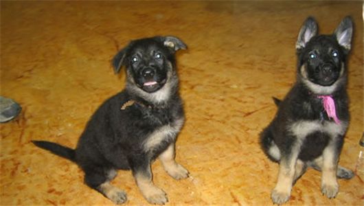 GermanShepherds