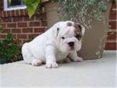 LovelyEnglishBulldogpupAKC