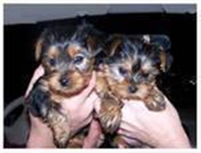 AffectionateMaleandFemaleyorkiepuppiesforfr