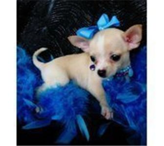 chihuahuapuppiesforsale