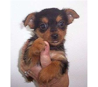 TeaCupYorkiePuppiesForAdoption