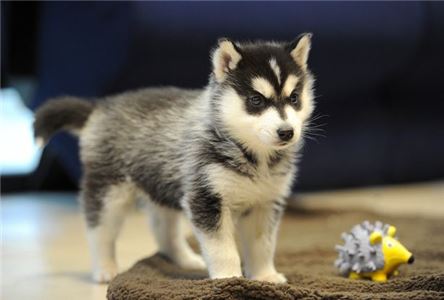 SiberianHuskyPuppies