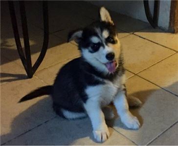 PomskyandSiberianHuskyPuppiesAvailable