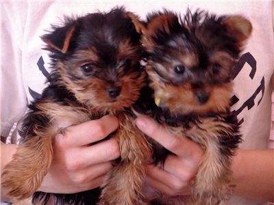 cuteandadorableteacupyorkiepuppiesforadopti