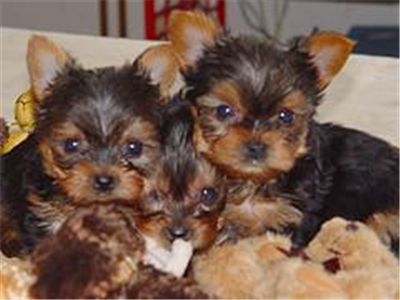 Adorableteacupyorkiepuppiesforadoption