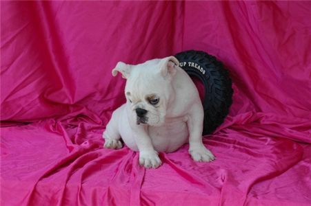 cuteandadorableenglishbulldogpuppiesforadop