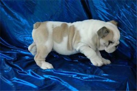 AdorableEnglishBulldogPuppiesForAdoption