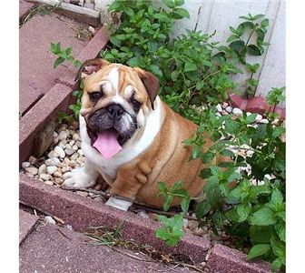 Adorablebulldogpupps