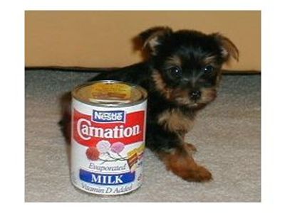 adorableyorkiepuppiesforfreeadoption