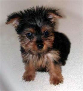 Maleandfemaleteacupyorkiepuppiesforadoption