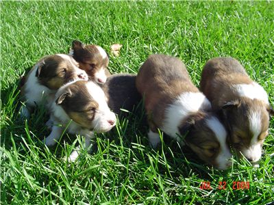 puresableshelties