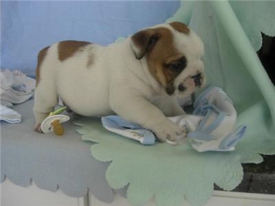 adorableenglishbulldogsmalonekingsyahoocom