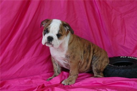 englishbulldogforadoption