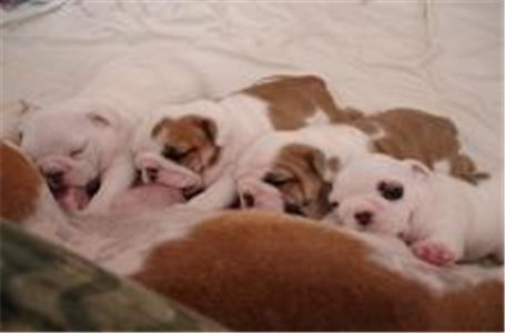 freelovelyenglishbulldogpuppiesforadoption