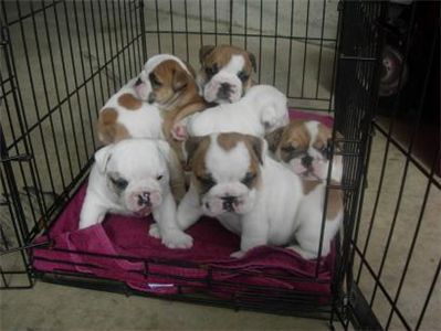 bulldogsforadoption