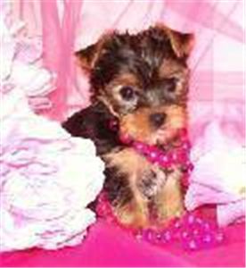 adorableyorkiepuppiesforadoption