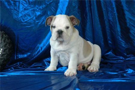 adorableweeksbulldogsbabiesforadoption