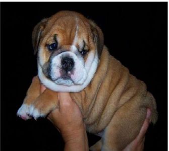 goodlookingenglishbulldogpuppiesonadoption