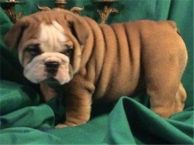 Peoplelovingbulldogpuppies