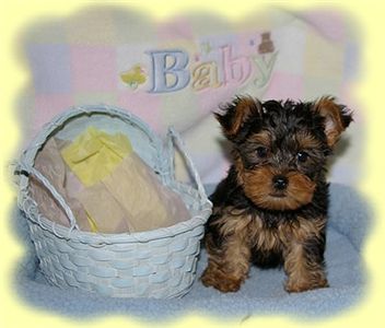 outstandingyorkiepuppyforfreeadoptioncharit